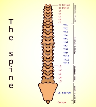 lumbale Osteochondrose